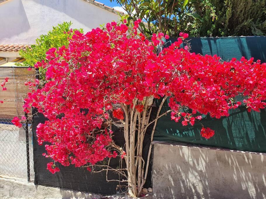 Le Petit Paradis 올리벨라 외부 사진